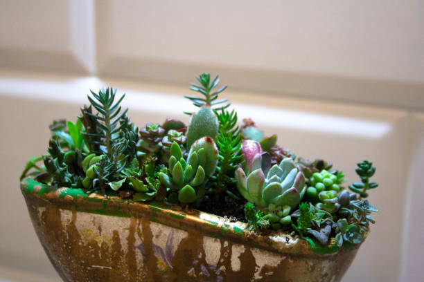 succulent plants garden in golden bath - cut flowers white small still life imagens e fotografias de stock