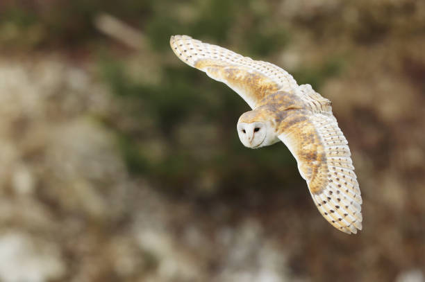 istock Barn owl ly with open wings. Tyto alba 1192546311