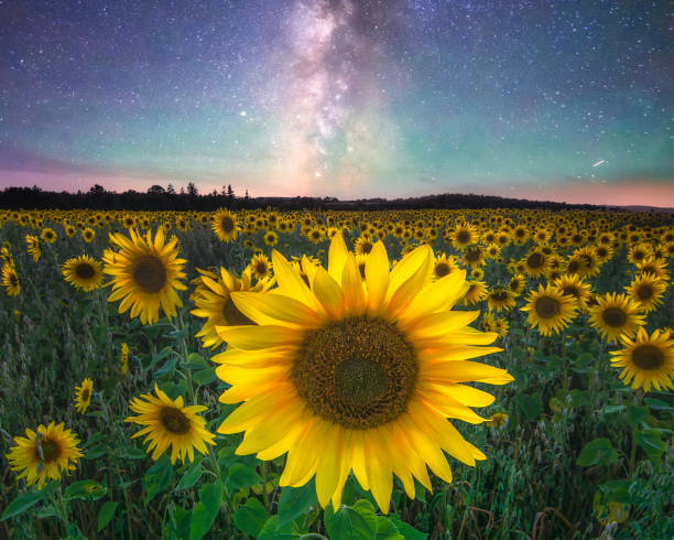 istock Field of A Thousand Suns 1192549722