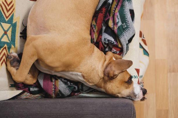 istock Happy dog feeling good on the couch. 1192549859
