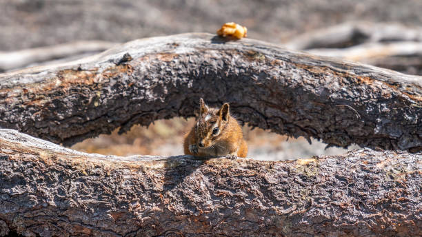 wilde chipmunk essen nuss. - canadian beach audio stock-fotos und bilder