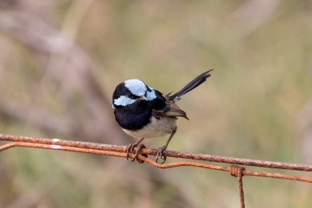 istock Superb Fairy-wren 1192551406