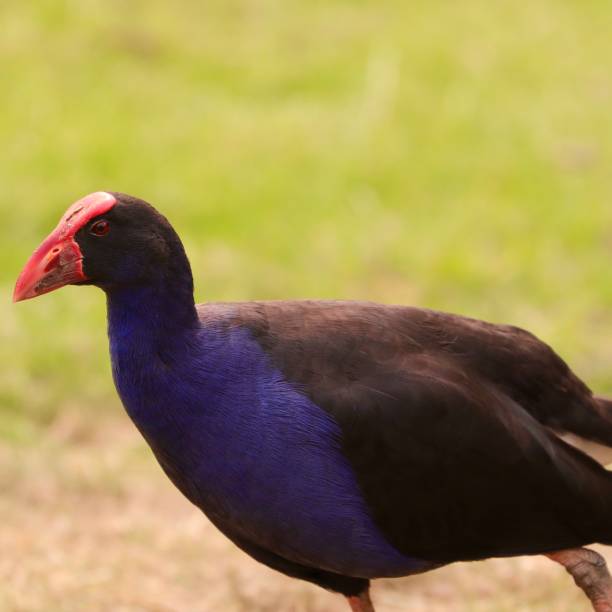 istock colourful bird on a riverbank in Sydney 1192551506