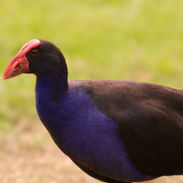 istock colourful bird on a riverbank in Sydney 1192551524