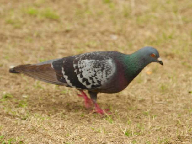 istock colourful bird on a riverbank in Sydney 1192551546