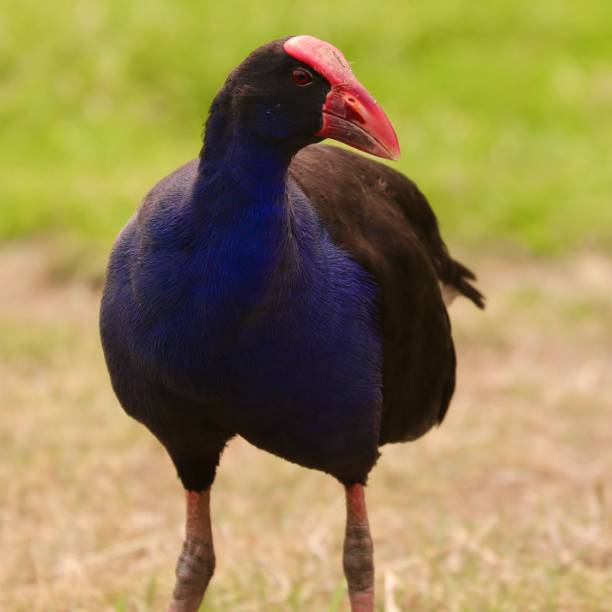 istock colourful bird on a riverbank in Sydney 1192551588
