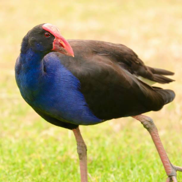 istock colourful bird on a riverbank in Sydney 1192551627