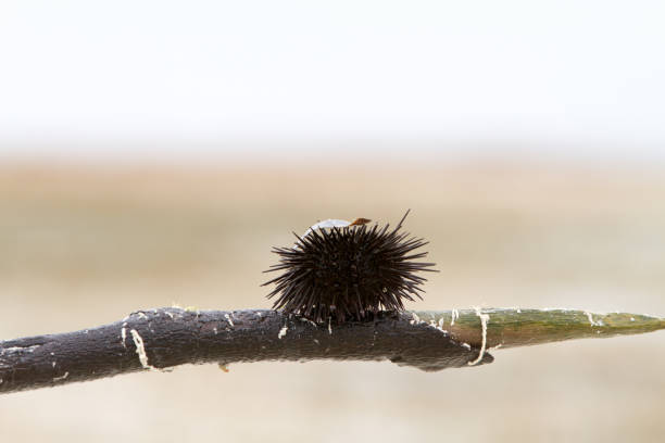istock Sea urchin close-up 1192551650