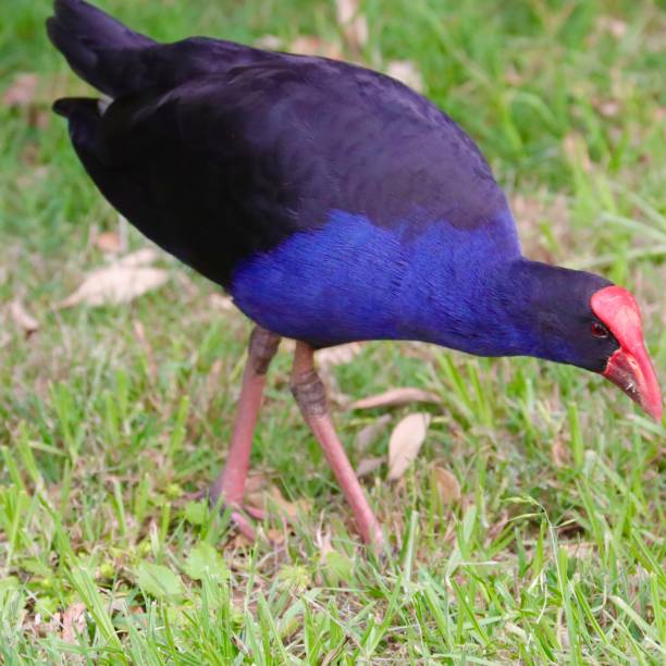 istock colourful bird on a riverbank in Sydney 1192551666