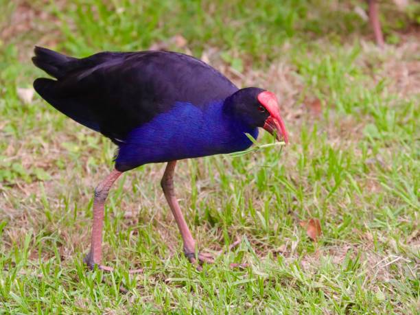 istock colourful bird on a riverbank in Sydney 1192551800