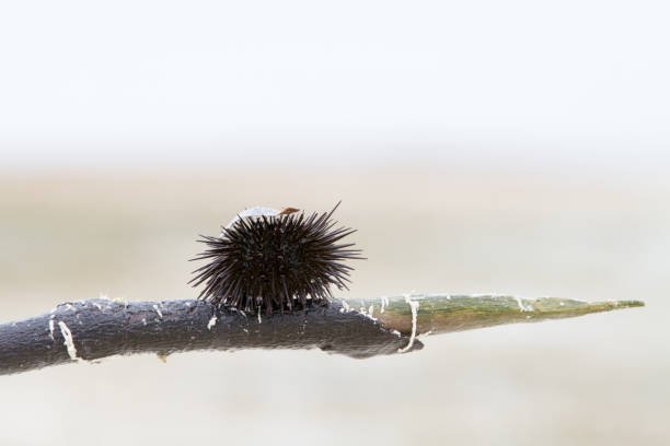 istock Sea urchin close-up 1192552932