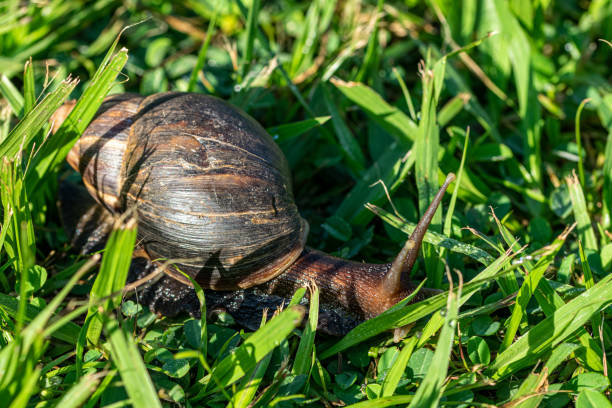 istock Giant African Snail (Achatina fulica) Entebbe, Uganda 1192553033