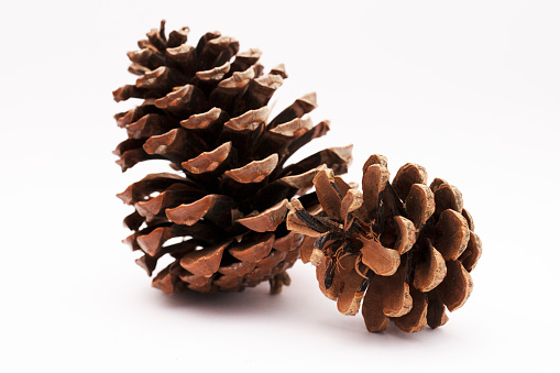 Pine cones on a white background