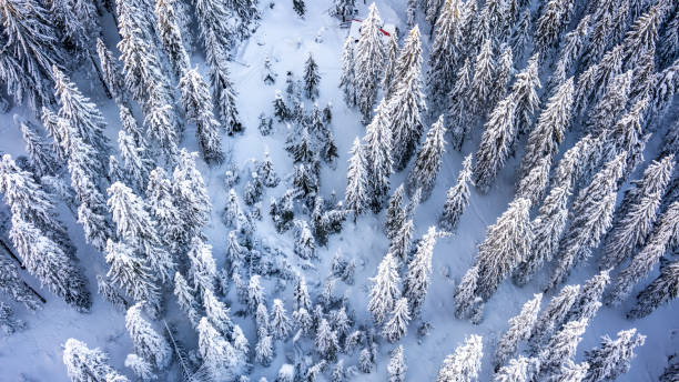 istock Snow covered pine tree forest in nature during snow storm. 1192557324