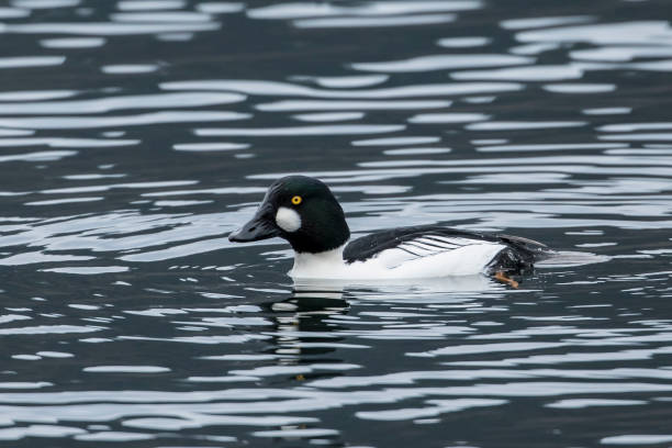 Barrow's goldeneye swimming in the lake.