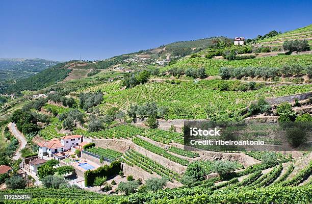 Winnice W Douro Valley - zdjęcia stockowe i więcej obrazów Bez ludzi - Bez ludzi, Dolina, Fotografika
