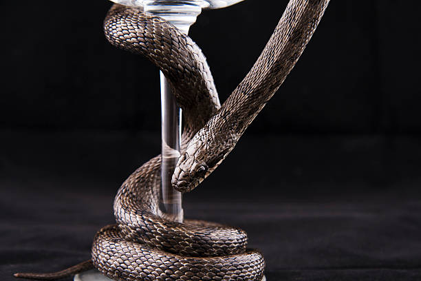 Snake is twined around the glass cup on black stock photo