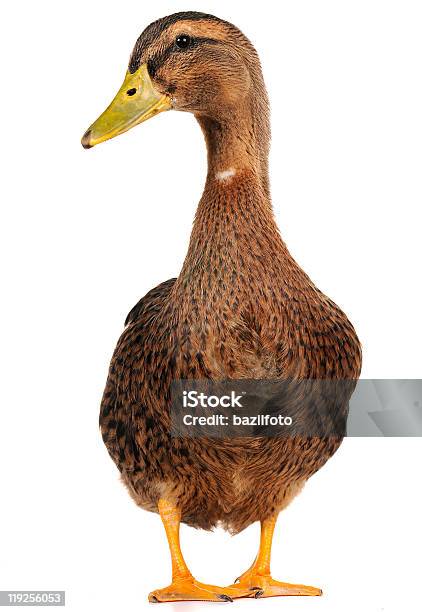 Pato - Fotografias de stock e mais imagens de Pato - Ave aquática - Pato - Ave aquática, Figura para recortar, Fundo Branco