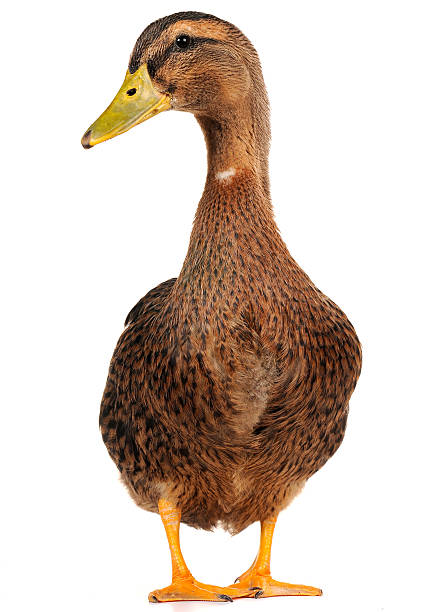 duck - 鴨子 個照片及圖片檔