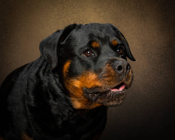 犬 - photography portrait fine art portrait dog ストックフォトと画像