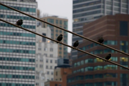 Birds living life large in New York City