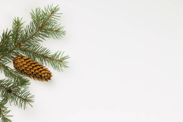 istock The white background with fir branches and cones. 1192567681