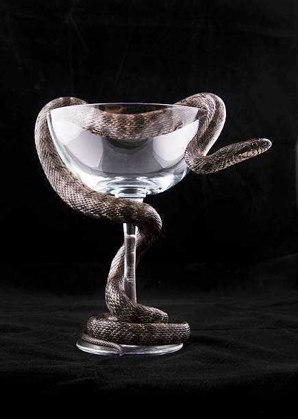 Snake is twined around the glass cup on black stock photo