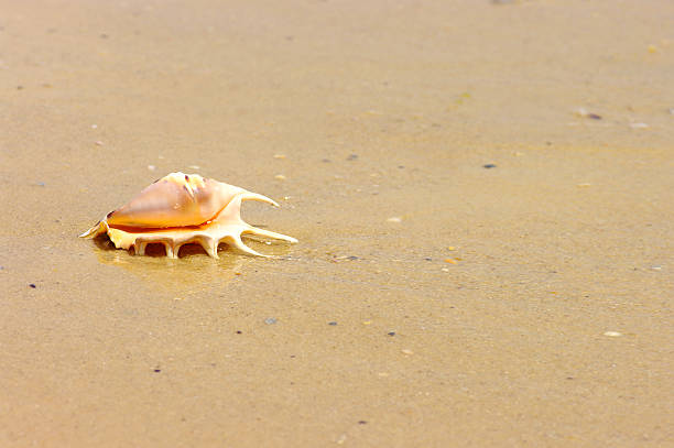 istock Beach concept. Sea shell with ocean on background. 119257403