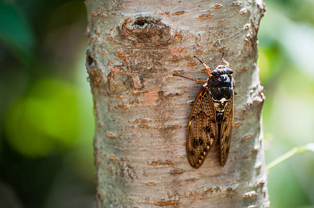 istock Large brown cicada on the trunk of a tree 119257499
