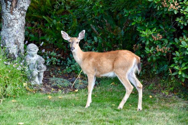 istock Deer in the garden 1192576219