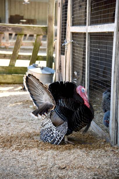 istock Turkey in a farm yard 1192576273