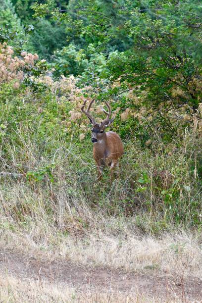 istock Young buck with antlers 1192576418