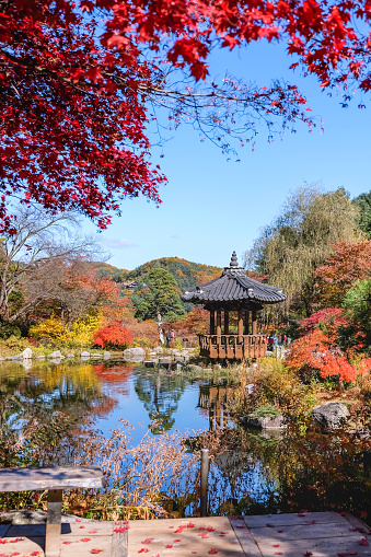 Scenic landscape view garden of morning calm  ( in Gapyeong district of South Korea
 ) during autumn, a gazebo is in the middle of a pond , surrounded by lots of multi colored tree