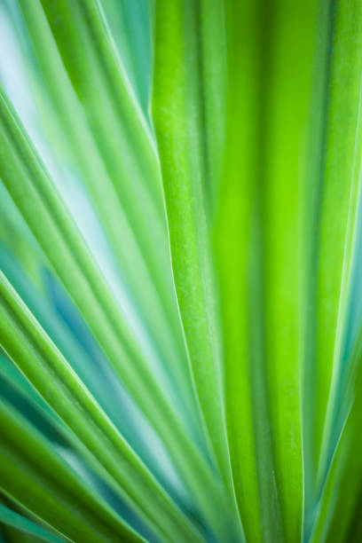 istock Closeup of green leaf in garden. 1192579082