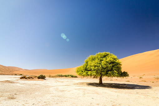 Green Braided Acacia tree thriving in barren desert