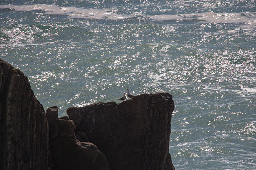 The view of two gulls on a rock with sea on background.