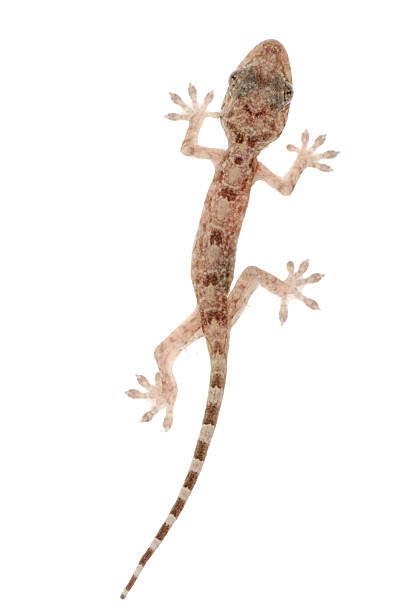 istock animal chinese gecko 119258314
