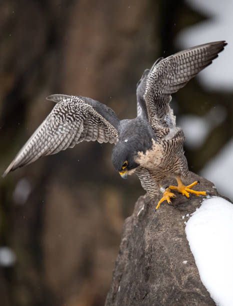 istock Peregrine Falcon 1192584604
