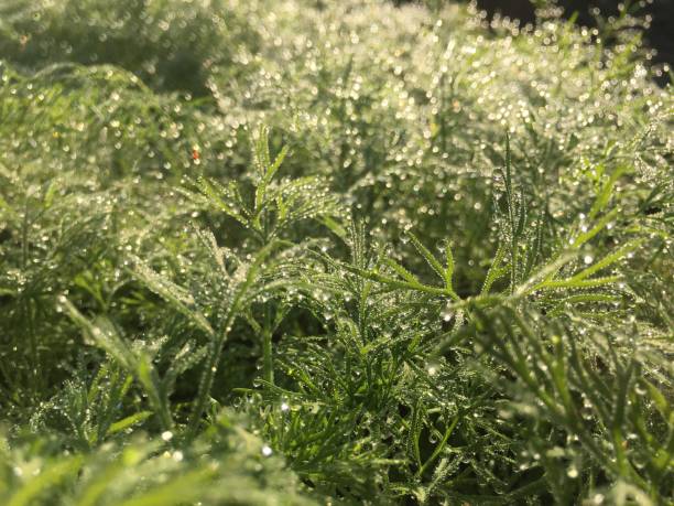istock Water droplets atop the morning vegetables 1192588037