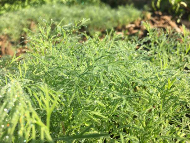 istock Water droplets atop the morning vegetables 1192588070