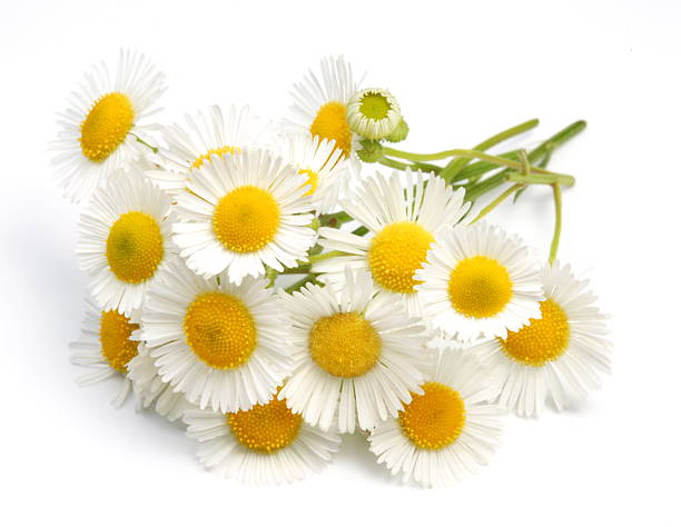istock Macro shot of wild camomiles 119258822