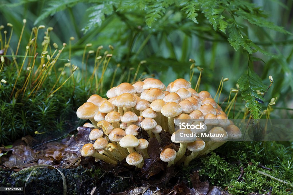 Azufre Tuft - Foto de stock de Aire libre libre de derechos