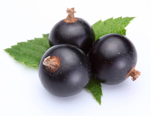 istock Close-up of three black currant berries and leaves 119259079