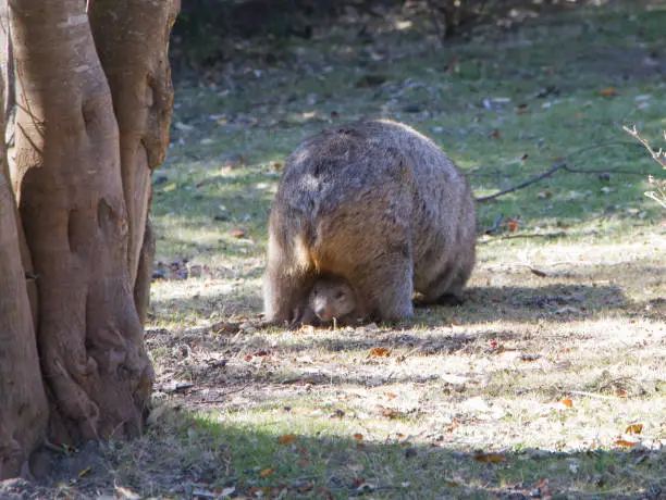A Juvenile wombat poking its head out of a pouch