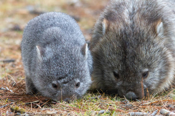 istock A Juvenile Common Wombat feeding alongside its mother 1192594170