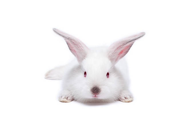istock Cute white isolated baby rabbit 119259512