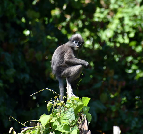 istock Beautiful langur monkey sitting on top of a tree in the jungle 1192596984