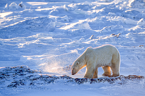 Un oso polar salvaje caminando en la costa nevada de La bahía de Hudson photo