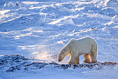 One Wild Polar Bear Walking on Snowy Hudson Bay Shore