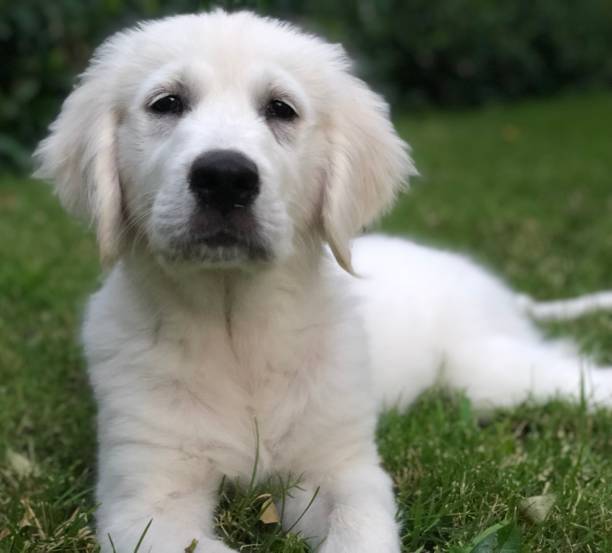 istock Golden Retriever puppy 1192598626